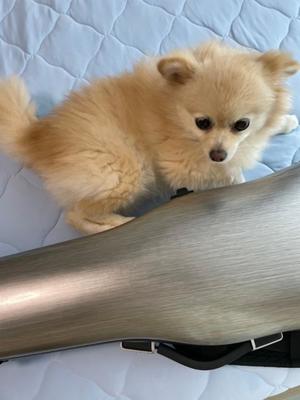 Saika　Houzukiの写メ日記｜エレガント 川崎高級店ソープ