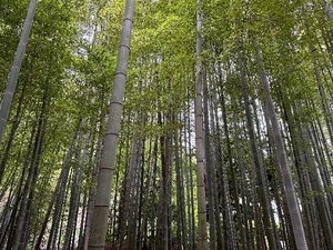 Anriの写メ日記｜ラグジュアリー 川崎高級店ソープ