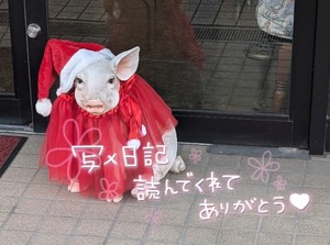 Shironaの写メ日記｜プレミアム 川崎高級店ソープ