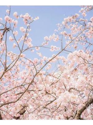 桜花　りんの写メ日記｜シェルクラブ・ウエスト 川崎南町高級店ソープ